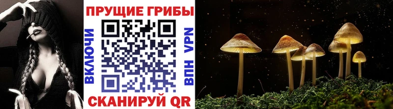 где можно купить   darknet формула  MEGA ТОР  Псилоцибиновые грибы Psilocybe  Ржев 